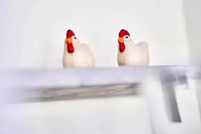 Tiere in der Ferienwohnung oder in der Nähe