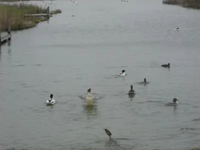 Tiere im Ferienhaus oder in der Nähe