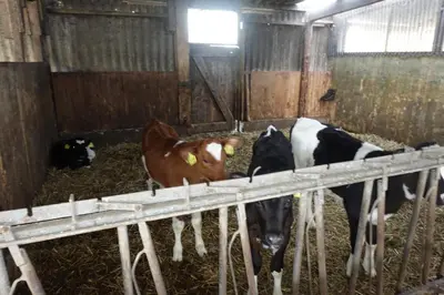 Tiere in der Ferienwohnung oder in der Nähe