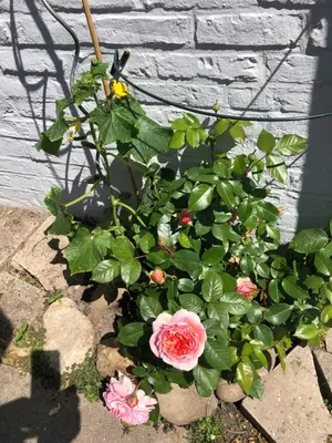 Ein Garten an der Unterkunft Deichlust