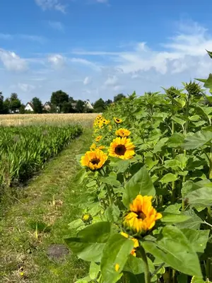 Grundriss der Unterkunft liten lind - Ferienwohnung in Sahlenburg