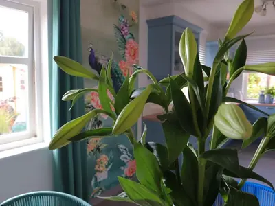 Ein Garten an der Unterkunft Hus Hinrichsen