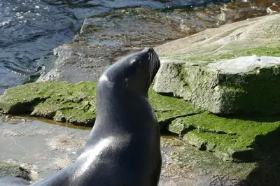Tiere im Ferienhaus oder in der Nähe