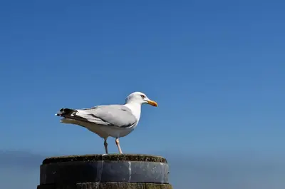 Tiere in der Ferienwohnung oder in der Nähe