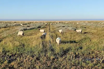 Tiere in der Ferienwohnung oder in der Nähe