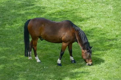 Tiere in der Ferienwohnung oder in der Nähe