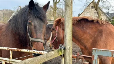 Tiere in der Ferienwohnung oder in der Nähe
