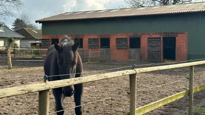 Tiere in der Ferienwohnung oder in der Nähe