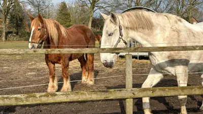Tiere in der Ferienwohnung oder in der Nähe