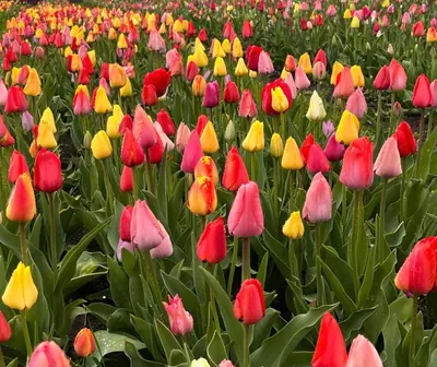 Ein Garten an der Unterkunft Küsten Auszeit