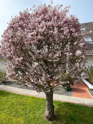 Ein Garten an der Unterkunft 