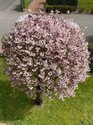 Ein Garten an der Unterkunft 