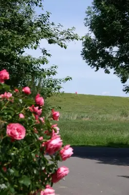 Ein Garten an der Unterkunft 5 Personen Ferienhaus mit Kaminofen in erster Reihe hinterm Deich in Otterndorf