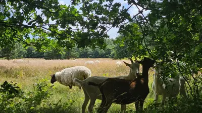 Tiere in der Ferienwohnung oder in der Nähe