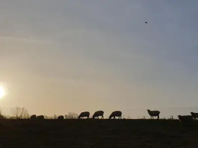 Tiere in der Ferienwohnung oder in der Nähe