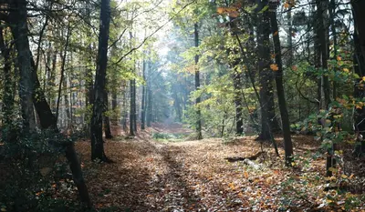 Naturlandschaft in der Nähe der Ferienwohnung