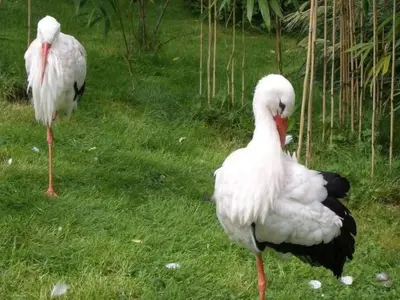 Tiere im Ferienhaus oder in der Nähe