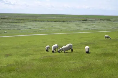 Tiere im Ferienhaus oder in der Nähe