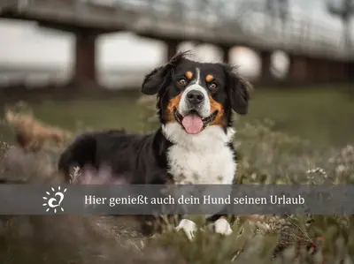 Haustiere von Gästen der Unterkunft De Wittling Nordseeglück direkt am Deich &Hund willkommen