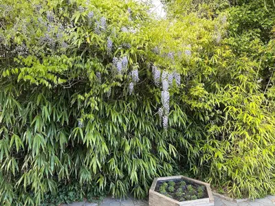 Ein Garten an der Unterkunft Strandrobbe 7