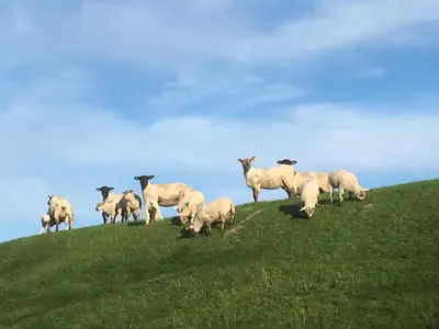 Tiere in der Ferienwohnung oder in der Nähe