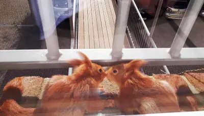 Tiere in der Ferienwohnung oder in der Nähe