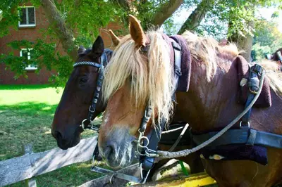 Tiere in der Ferienwohnung oder in der Nähe