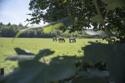 Tiere in der Ferienwohnung oder in der Nähe