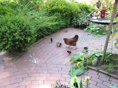 Tiere im Ferienhaus oder in der Nähe