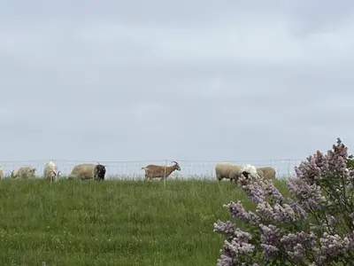 Tiere in der Ferienwohnung oder in der Nähe