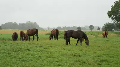 Tiere in der Ferienwohnung oder in der Nähe