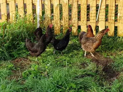 Grundriss der Unterkunft Biolandhof Dorn Highlander vom Elbdeich