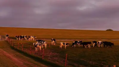 Tiere in der Ferienwohnung oder in der Nähe