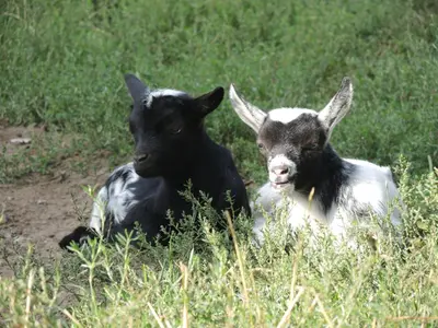 Tiere in der Ferienwohnung oder in der Nähe