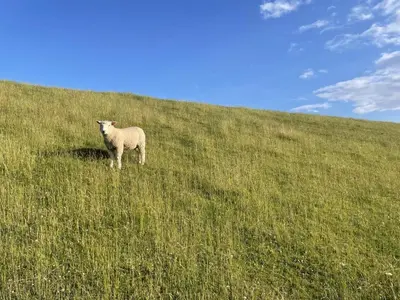 Tiere in der Ferienwohnung oder in der Nähe