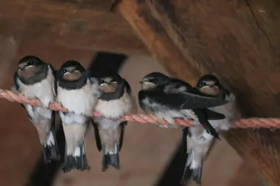 Tiere im Ferienhaus oder in der Nähe