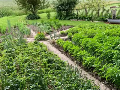Ein Garten an der Unterkunft Ferienhof Schoof No3