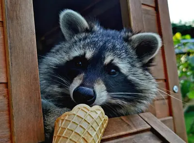 Tiere in der Ferienwohnung oder in der Nähe