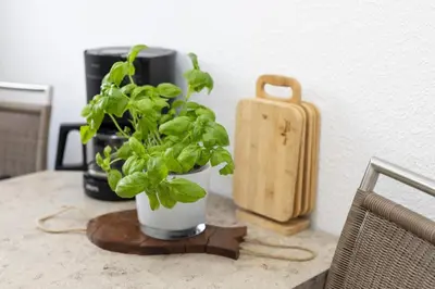 Kaffee-/Teezubehör in der Unterkunft Möwe4