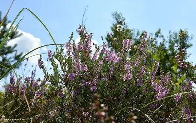 Ein Garten an der Unterkunft Haus Seewind HS23