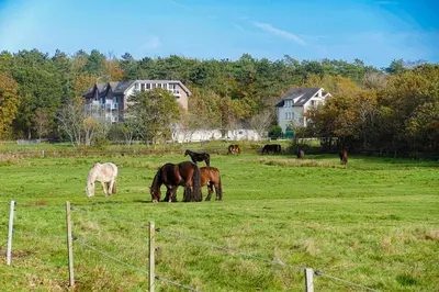 Tiere in der Ferienwohnung oder in der Nähe